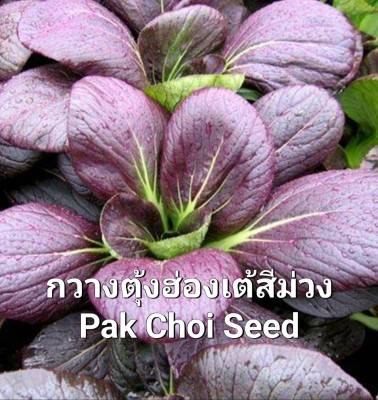 กวางตุ้ง เมล็ดพันธุ์กวางตุ้งฮ่องเต้สีม่วง Pak Choi Seeds บรรจุ 50 เมล็ด ปลูกง่าย 35 วันเก็บได้