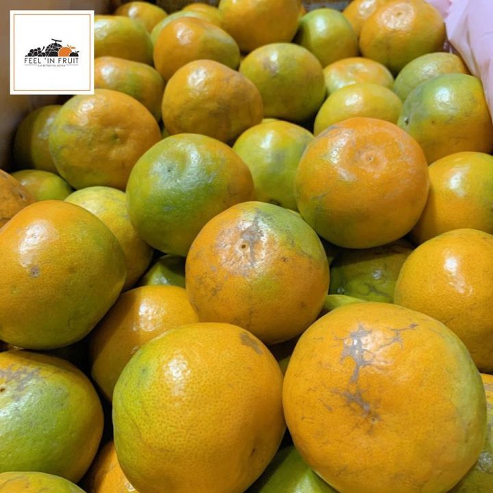 ส้มภูเรือ-1-กิโล-หวานฉ่ำ-ตรงมาจากสวนจ้าา-ช่วงนี้ทานส้มเพิ่มวิตามินซีให้กับร่างกายกันเถอะ