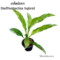 สกุลไดฟ์เฟนแบเกีย / Dieffenbachia/ ต้น เกล็ดมังกร