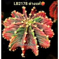 โปรโมชั่น หน่อเด็ดสด แคคตัส "LB 2178 ด่างแท้" ❤️‍สวยๆ ราคาถูก  แคคตัส กระบองเพรช ตะบองเพรช ไม้จิ๋ว ไม้ตั้งโต๊ะทำงาน ไม้ประดับ ไม้มงคล ไม้ดอก