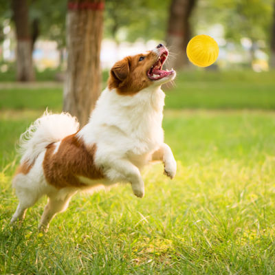 ทนทานต่อการกัดลูกบอลฝึกสุนัขไม่เป็นพิษและลูกบอลลอยสำหรับฝึกดึงของเล่นขว้างปา