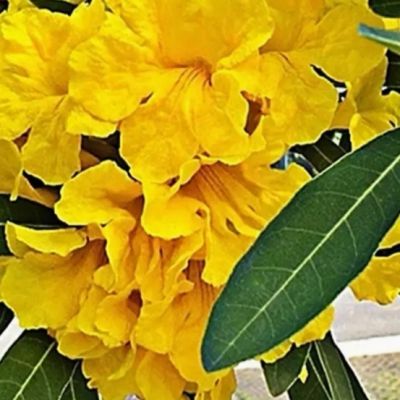 ต้นเหลืองปรีดียาธร(Yellow Pridiyathorn)3ต้นขนาด15-20ซม.
