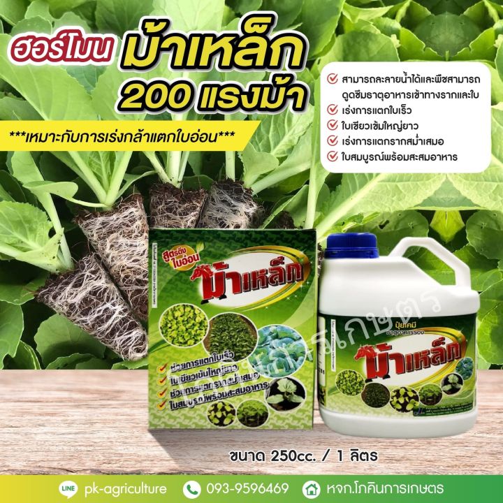 ม้าเหล็ก-200-แรงม้า-ฮอร์โมน