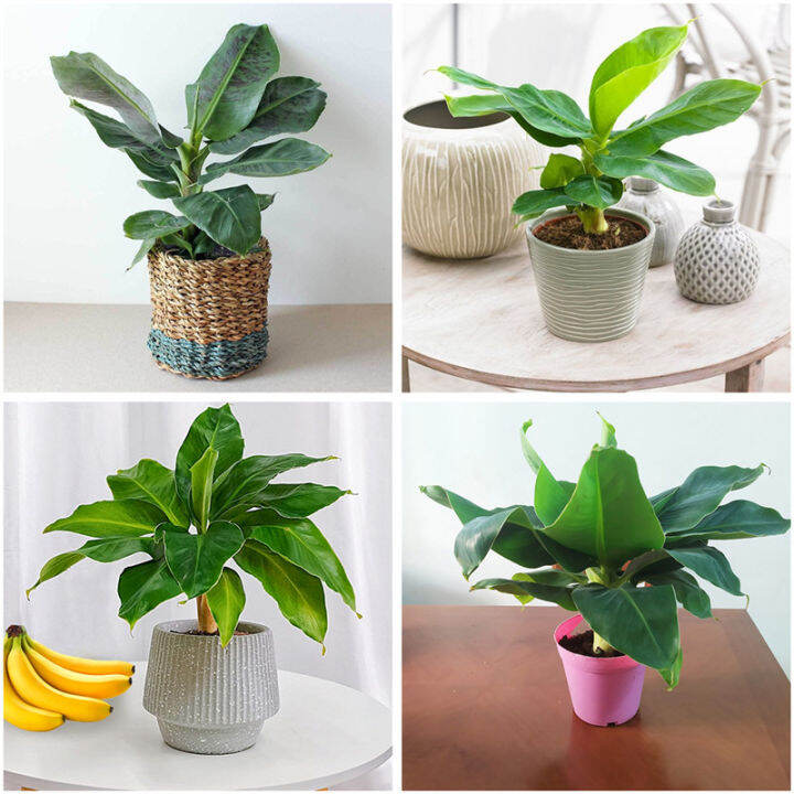 Delicious Dwarf Banana Fruit Seeds for Sale Mini Blue Java Banana Seed