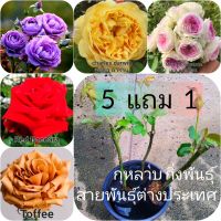 กุหลาบ 5 แถม 1 (ส่ง 2 ต้นขึ้นไป) เลือกสายพันธุ์ได้ สายพันธุ์ต่างประเทศ