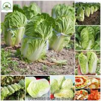 เมล็ดผักกาดขาวจีน Big Cabbage Seeds Delicious Kimchi (ผักออแกนิค เมล็ดพันธุ์ผัก พันธุ์ผัก ต้นบอนไซ เมล็ดพันธุ์ บอนไซ เมล็ดพันธุ์พืช ปลูกผัก ผักสวนครัว เมล็ดพันธุ์แท้ 100% ปลูกง่าย ปลูกได้ทั่วไทย บรรจุ 200 เมล็ด - Vegetable Seeds for Planting)