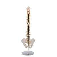 The human body vertebra bone detachable spine model arbitrary curved