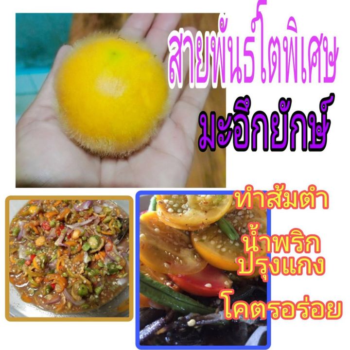 สุดคุ้ม-เมล็ดพันธ์-เมล็ดพันธ์มะอึกยักษ์-50-เม็ด-ตำส้มตำ-แกงส้ม-ตำน้ำพริก-โคตรอร่อย-ขนาดใกล้เคียงลูกปิงปอง-รสชาติเปรี้ยว-ราคาถูก-พรรณ-ไม้-น้ำ-พรรณ-ไม้-ทุก-ชนิด-พรรณ-ไม้-น้ำ-สวยงาม-พรรณ-ไม้-มงคล