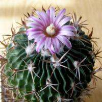 Echinofossulocactus kellerianus (5 เมล็ด)