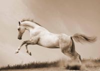 ❃♕ WILD HORSE ภาพศิลปะฟิล์มพิมพ์ผ้าไหมโปสเตอร์ Home Wall Decor 24x36inch