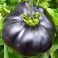 เมล็ดมะเขือเทศ แบล็คบิวตี้ (Black Beauty Tomato Seed) บรรจุ เมล็ด คุณภาพดี ของแท้