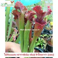 (ส่งทั้งกระถาง 3 - 8 นิ้ว) ต้นซาราซิเนีย พันธุ์ Sarracenia leucophylla red (ลิวโค-สีแดง) ไม้กินแมลง ใบกระเปราะสวย ไม้ประดับแต่งสวย ชอบน้ำ+แดด