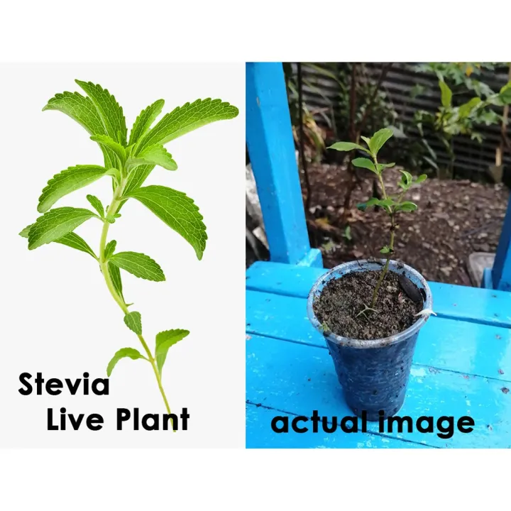 Stevia Live Plant Seedling Lazada PH