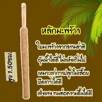 หลักมะพร้าว หลักใยธรรมชาติ หลักพลูด่าง