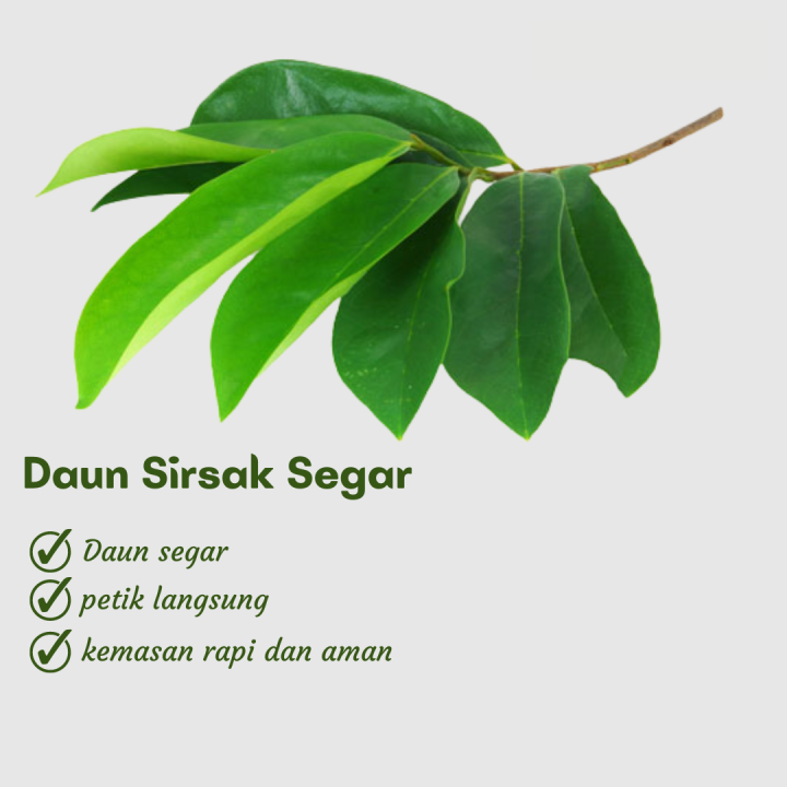 Herbal Daun Sirsak Segar Kg Lazada Indonesia