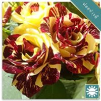 30 เมล็ด เมล็ดพันธุ์ กุหลาบ สตาร์แอนด์สไตร้พส์ Tiger Striped Rose Seeds สี แดง-เหลือง ดอกใหญ่ นำเข้าจากต่างประเทศ พร้อมคู่มือ เมล็ดสด ใหม่