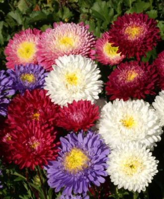 ขายส่ง 100 เมล็ด เมล็ดเบญจมาศ Chrysanthemum ดอกมัม ดอกไม้มงคลแห่งเอเซีย เมล็ดพันธุ์นำเข้า ไม้ตัดดอก ดอกไม้ จัดสวน ไม้ดอกไม้ประดับ พืชจัดสวน