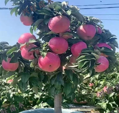 ต้น แครปแอปเปิ้ล (Crab Apple) สูง 60-80 ซ.ม. แคปแอปเปิ้ล ปลูกเป็นไม้บอนไซได้