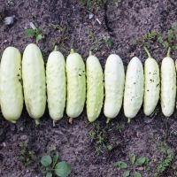 เมล็ดพันธุ์ แตงกวาขาว ไวท์วอนเดอร์ (White Wonder Cucumber Seed) บรรจุ 5 เมล็ด