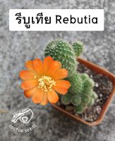 รีบูเทีย รีบูเทียดอกส้ม rebutia ดอกส้ม frabisii ซัลคอรีบูเทีย sulcorebutia กระบองเพชร แคคตัส