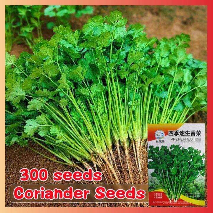 High Yield 300 Seeds Organic Coriander Seeds for Planting Vegetables
