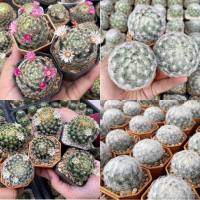 แมมขนนกเหลือง แมมขนนกขาว  (Mammillaria schiedeana) แมมขนนก แมมขนนกไม้เมล็ด ลุ้นสีดอก แคคตัสราคาถูก