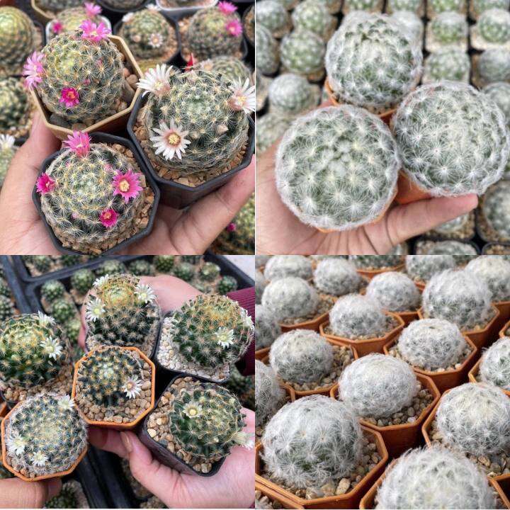 แมมขนนกเหลือง-แมมขนนกขาว-mammillaria-schiedeana-แมมขนนก-แมมขนนกไม้เมล็ด-ลุ้นสีดอก-แคคตัสราคาถูก