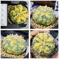 แอสโตรไฟตั้ม ด่าง Astrophitum กระบองเพชร แคคตัส