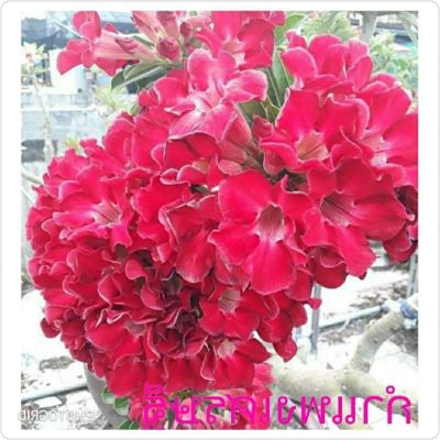 10 เมล็ด เมล็ดพันธุ์ Garden ชวนชม สายพันธุ์ Taiwan ดอกสีแดง Adenium seed กุหลาบทะเลทราย Desert Rose ราชินีบอนไซ เมล็ดปลูก ตกแต่งสวน อัตรางอก 80-90%