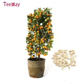 gomphrena orange - Buy gomphrena orange at Best Price in Malaysia