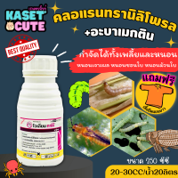 ? แถมฟรีเสื้อ 1 ตัว โวเลียมทาโก้ (อะบาเมกติน+คลอแรนทรานิลิโพรล) ใช้ป้องกันกำจัดหนอนกระทู้หอมในหอมแดง (250ซีซี)