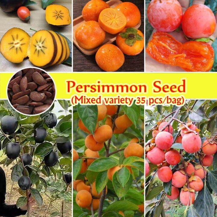 [Fast Growing Seeds 50 Pcs/bag] Mixed Variety Persimmon Fruit Tree