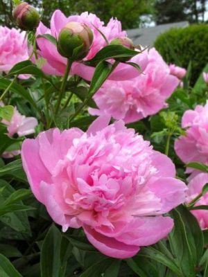 10 เมล็ด เมล็ดโบตั๋น ดอกโบตั๋น ดอกพีโอนี (Peony) สีชมพู Lady Anna ดอกไม้นี้​เป็นสัญลักษณ์ของความมั่งคั่งร่ำรวย ความซื่อสัตย์ อัตราการงอก 70-80%