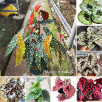 【ของแท้ 100% 】Good Quality บีโกเนีย Mixed Colors Begonia Plants Seeds (50 Seeds) Hosta Plantaginea Flower Seeds ต้นไม้มงคล ต้นไม้ฟอกอากาศ พันธุ์ไม้หายาก ดอกไม้ปลูก บอนสี พันธุ์ไม้หายาก ต้นไม้ประดับ Plants Seeds for Home &amp; Garden Decoration