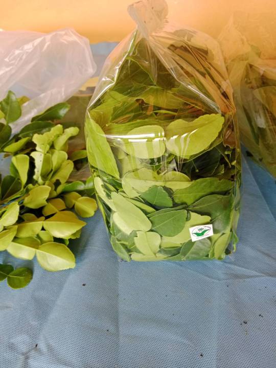 ใบมะกรูด-หนัก-1000-กรัม-ใบมะกรูดสดจากสวนออร์กานิก-ปลอดภัยไร้สารเคมี-kaffir-leaves-from-organic