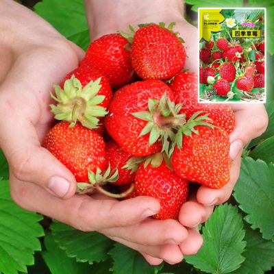 เมล็ดสตรอว์เบอร์รี 200เมล็ด Strawberry เมล็ดสตรอเบอรี่สีแดง