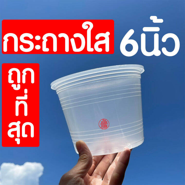 กระถางใส-กระถางพลาสติกใส-4นิ้ว-5-5นิ้ว-6นิ้ว-8นิ้ว-กระถางต้นไม้ใส-กระถางต้นไม้-กระถางพลาสติก-กระถางสีใส-กระถางส่องราก-กระถางต้นไม้สีใส