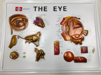 แผ่นภาพ โครงสร้างตา THE EYE