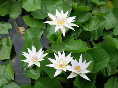 100 เมล็ด เมล็ดบัว สีขาว นำเข้า บัวนอก สายพันธุ์ของแท้ 100% เมล็ดบัว ดอกบัว ปลูกบัว เม็ดบัว ปลูกในโหลแก้วได้ อัตรางอก 85-90%Lotus Waterlily Nymphaea Seed