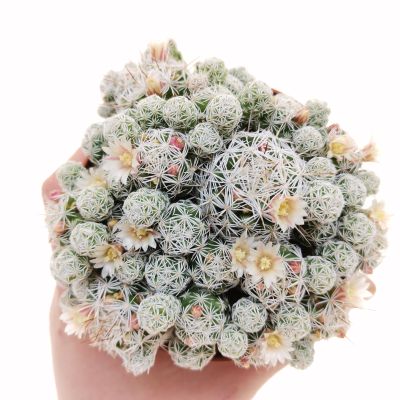 (feiniao)กระบองเพชรไม้ลำ แคคตัส cactus  Mammillaria gracilis PFEIFF var.fragilis ไม้ชำหน่อ