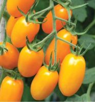 เมล็ดพันธุ์ มะเขือเทศ โนว่า(Nova Tomato F1 Seed)หวานประมาณ  8-9  Brix บรรจุ 3 เมล็ด คุณภาพดี ของแท้ 100%