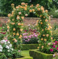 30 เมล็ด เมล็ดพันธุ์ กุหลาบ สายพันธุ์ อังกฤษ เลื้อย สีส้ม ดอกใหญ่ Climbing Rose seed นำเข้าจากต่างประเทศ พร้อมคู่มือ เมล็ดใหม่