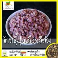 เมล็ดพันธุ์ ข้าวญี่ปุ่นเลือดสีม่วง (เมล็ดพันธุ์หายาก) 100 เมล็ด Purple Blood Japanese Rice Seed เมล็ดพันธุ์แท้ นำเข้าจากต่างประเทศ โตไว