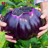 มะเขือม่วงพรอสเพรอซ่ายักษ์ Prosperosa Eggplant มีรสชาติที่อ่อนนุ่มและเนื้อนุ่ม (200เมล็ด)