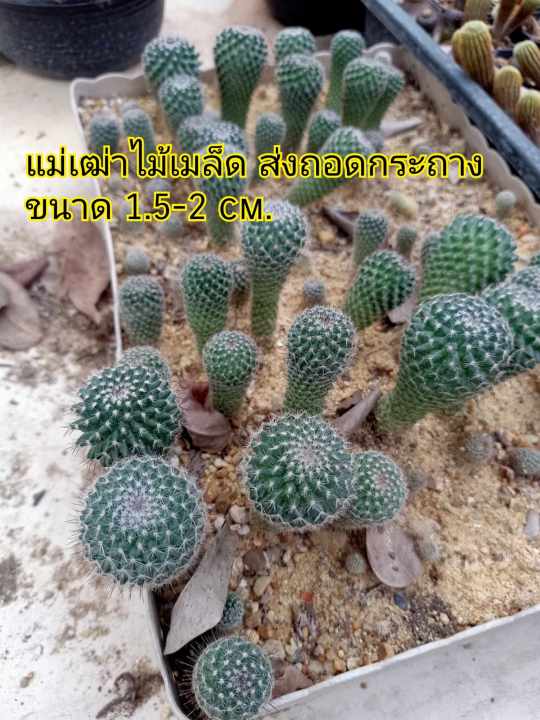 ถูกมาก-ลดราคา-แมมแม่เฒ่า-ขนาด-1-5-2-cm-ไม้เมล็ด-ส่งแบบถอดกระถาง-ร้านเลือกต้นให้-หมดแล้วหมดเลยจ้า