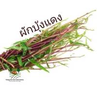 ผักบุ้ง แดง เมล็ดพันธุ์ลำต้นสีแดงม่วง เลื้อยทอดยอดดี Red Morning Glory Seed ? บรรจุ 50 เมล็ด 10 บาท