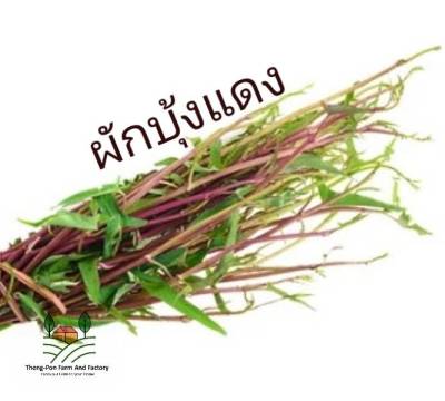 ผักบุ้ง แดง เมล็ดพันธุ์ลำต้นสีแดงม่วง เลื้อยทอดยอดดี Red Morning Glory Seed 🌼 บรรจุ 50 เมล็ด 10 บาท