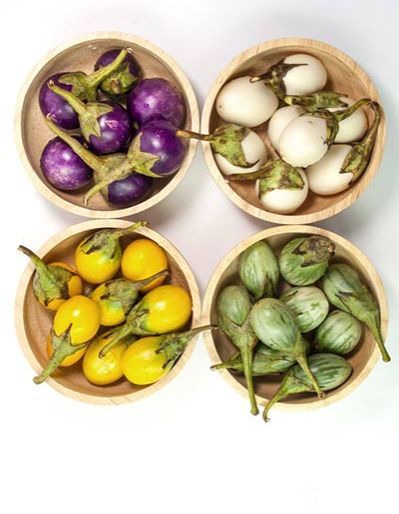 มะเขือ-มะเขือเปราะม่วง-eggplant-seeds-มะเขือแบล๊คไดม่อน-มะเขือไข่เต่าขาว-มะเขือคางกบ