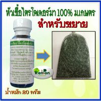 หัวเชื้อราไตรโคเดอร์ม่า (1 ขวด 20 กรัม) ม.เกษตรกำแพงแสน แท้100% ชนิดผงแห้ง  ขยายเป็นเชื้อสดได้ประมาณ 15-20 กก. มีคู่มือการขยายเชื้อภาษาไทย