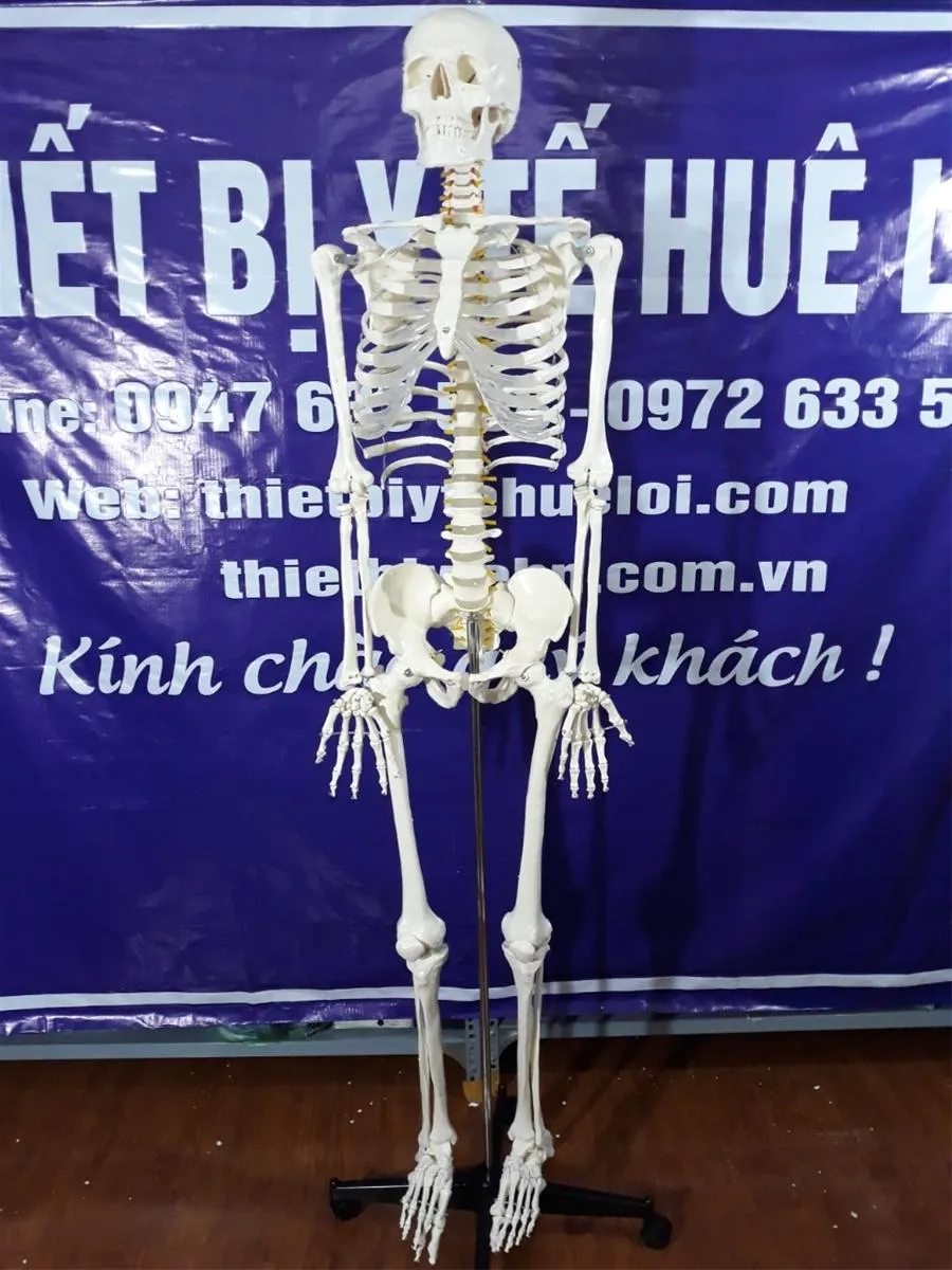 Mô hình xương người kèm đĩa đệm và rễ thần kinh cao 170cm | Lazada.vn